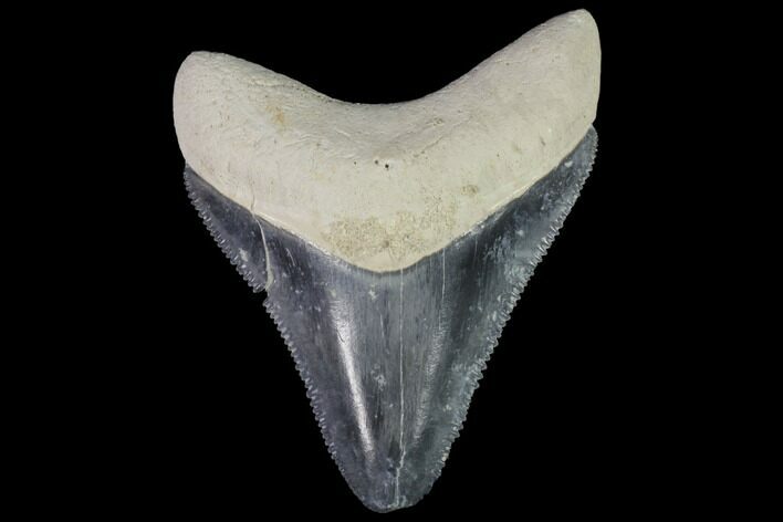 Serrated, Fossil Megalodon Tooth - Bone Valley, Florida #114137